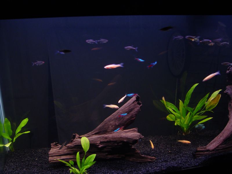 Just to give you an idea of some of the fish in my 55.  The other pics don't really capture them, as I've had to shoot at a slow shutter speed.  Still