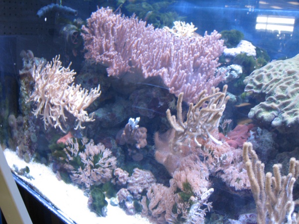 Left side of reef