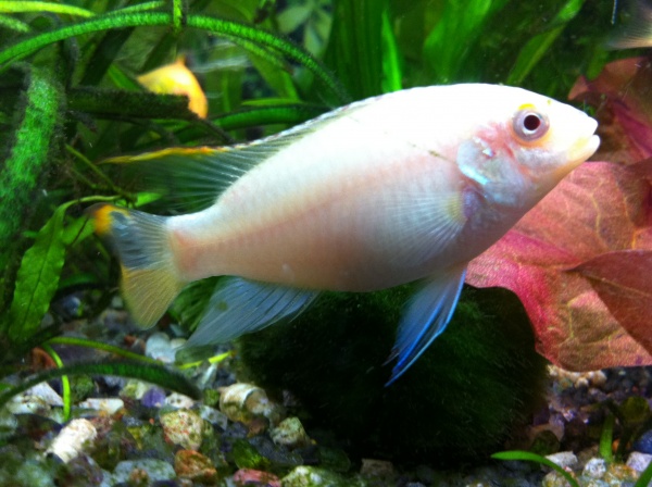 male albino krib