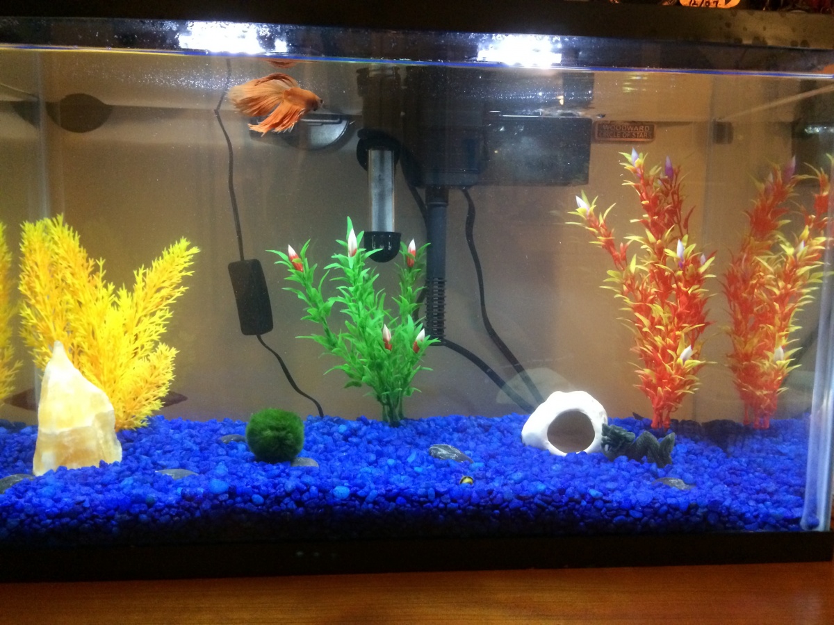 My tank