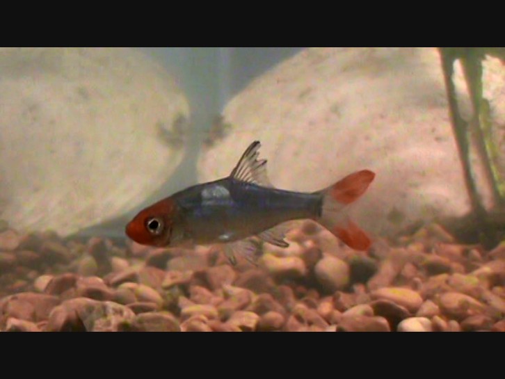 New fish for christmas! :)