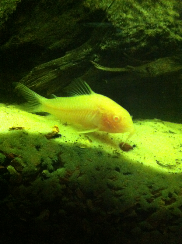 One of my cories