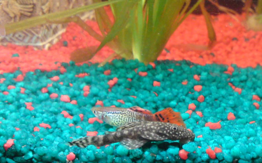 One of my guppies with Ludo my baby Plec