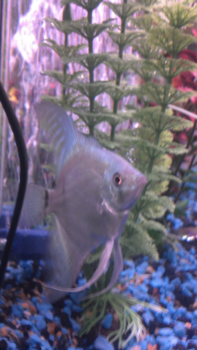 Our beautiful angelfish!