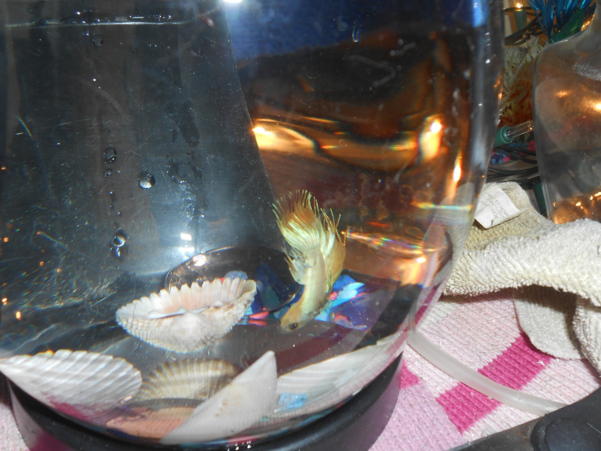 Our newest boy who arrived on Thursday May 25, is RWS Zeus.

He's a cream colored (more yellowish pearly color) Crowntail male and a sweetheart!