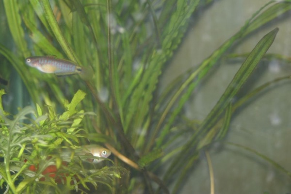 Peacock goby