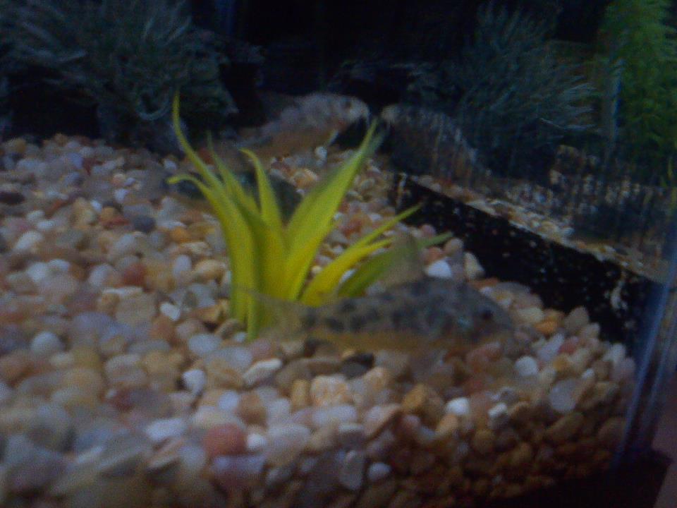 Peppered Corys