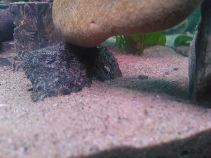 Rambo the Ramshorn Snail having a nap in his usual place.