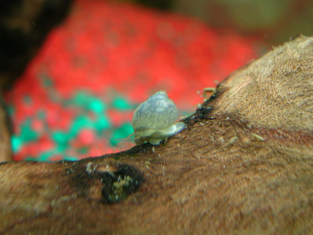 Random Little snail in my tank