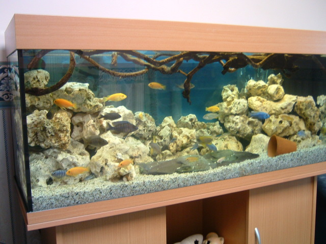 Rio 240 tank with Malawi mix substrate and ocean rock