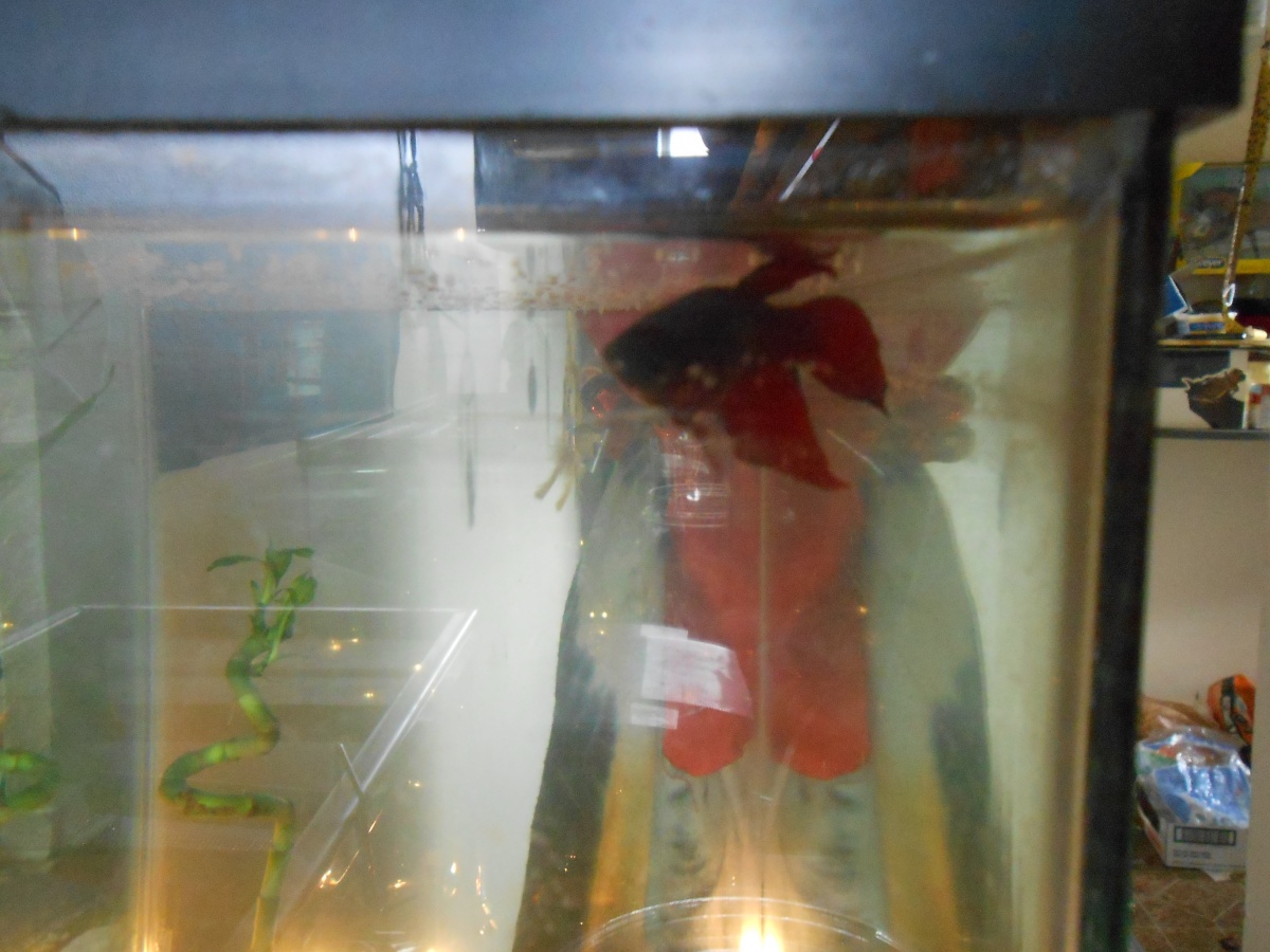 RWS Gabrielle 

She's my super red Veil tail female Betta. Working on getting her some fellow tank mates ^^