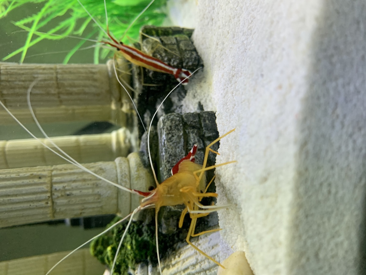 Say hello to my shrimpy friends!