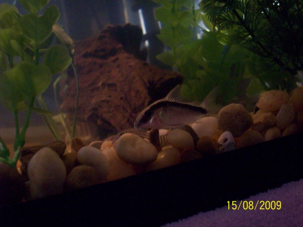 skunk cory and my little julii. no barbels on my skunk cory