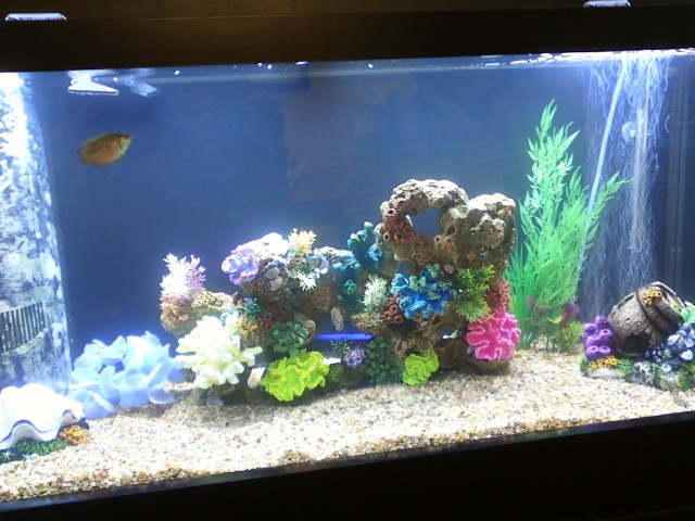 Tank officially set up