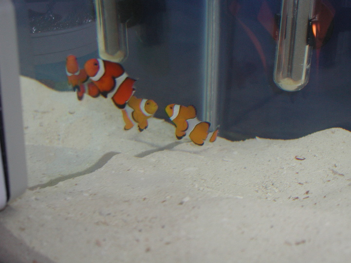 These are my new and only clownfish shortly after they arrived home.