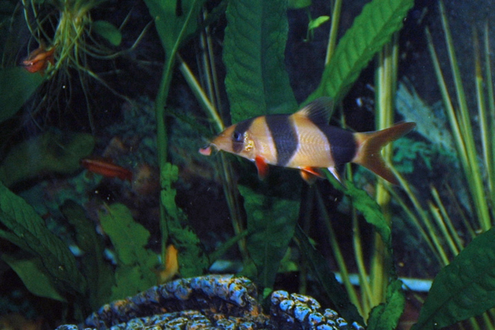 This is a better position for a shot of the loach but the colors aren't as good as the previous one.