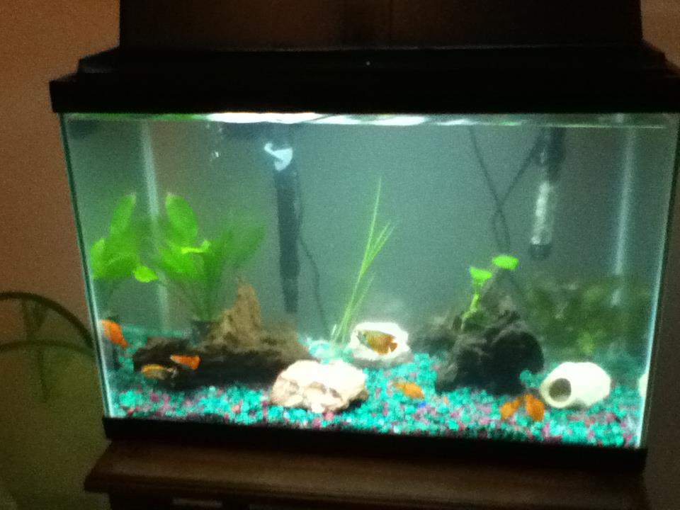 this is my 20 gallon from a few months ago.  Since taken, my catfish has eaten every fish in the tank except the gourami.