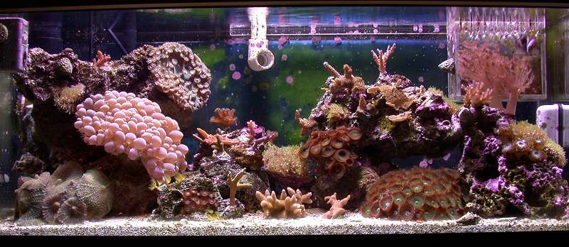 This is my 20g reef as of 4/03/03.