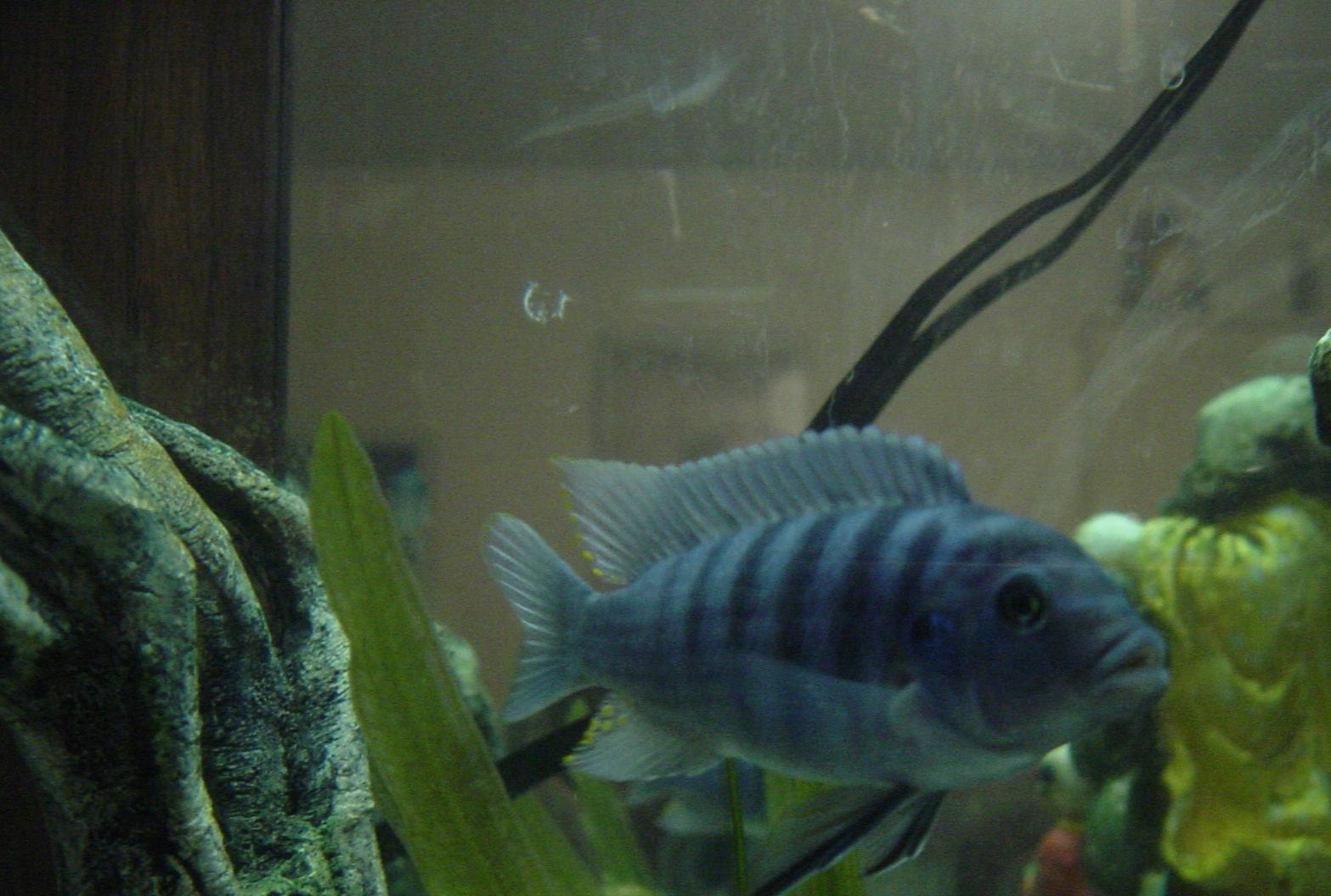 This is my beast Lemures, hes a fiesty little guy, and enjoys his days creating chaos with Pluto (jack dempsey).