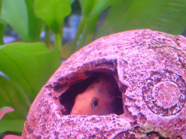 This is my blood parrot peeking out of a pot in his tank.