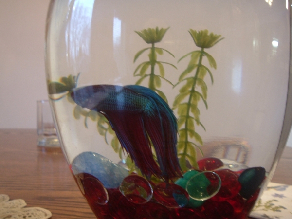 This is my first Betta, "Betta" . We never could think of a name and so we just started calling him Betta. I got him winter break 2004. Right now I'm 