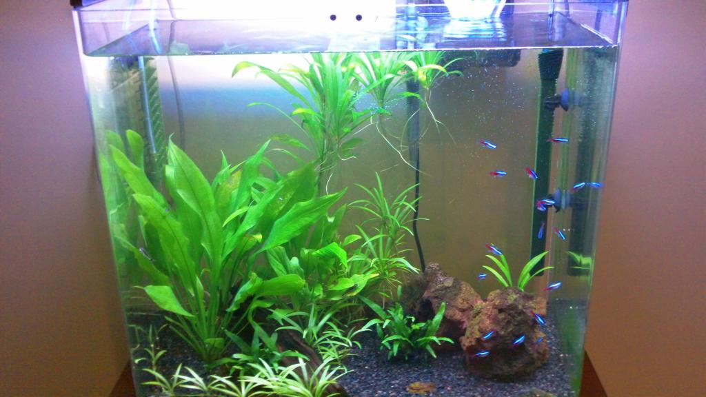 This is my first time trying to set up a planted freshwater aquarium.  I have had my ups and downs, but it has been fun all the way!