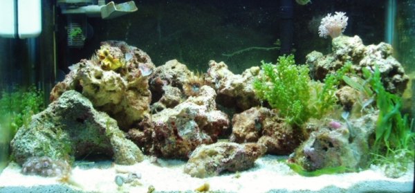This is the nano after a month.  Since the first (day 1) picture, I added 10 lbs more liverock, some snails, peppermint shrimp, and 3 corals (button, 