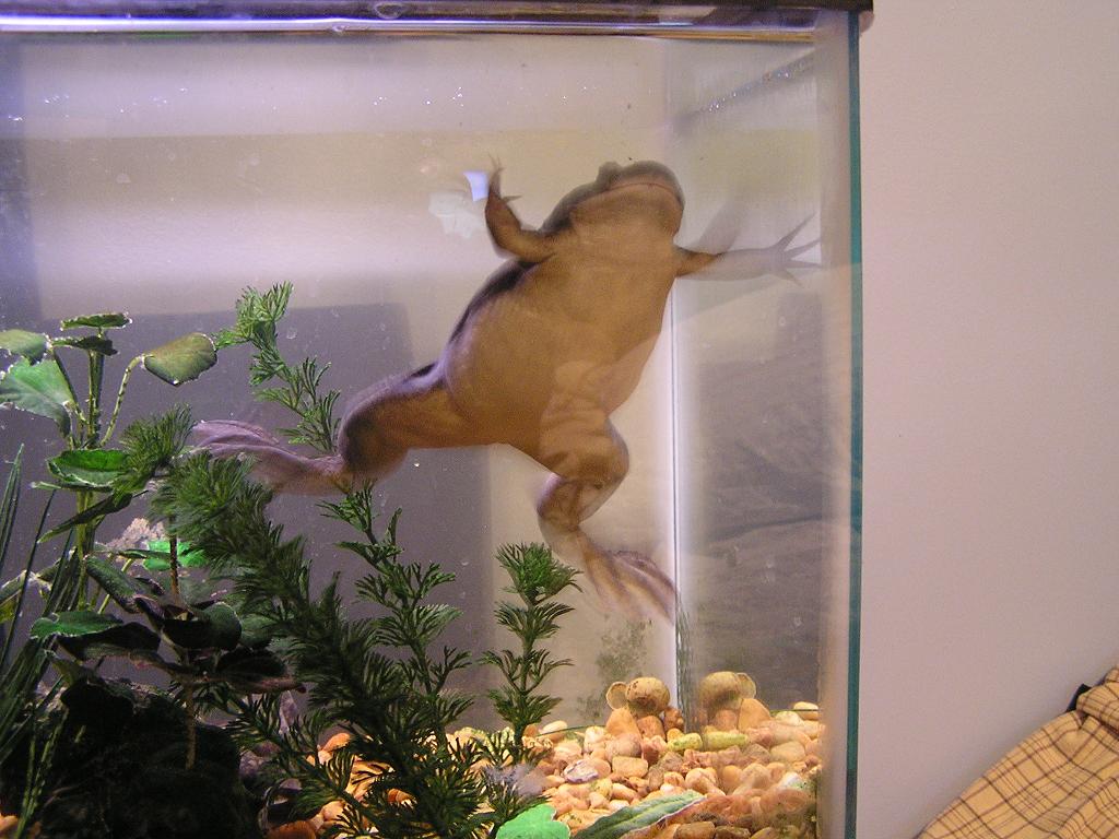 This picture just gives you an idea on how african clawed frogs just "hang around"