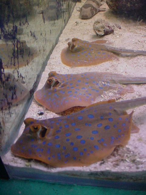 this picture was taken at my local fish store.. how cool did they line up for the photo..