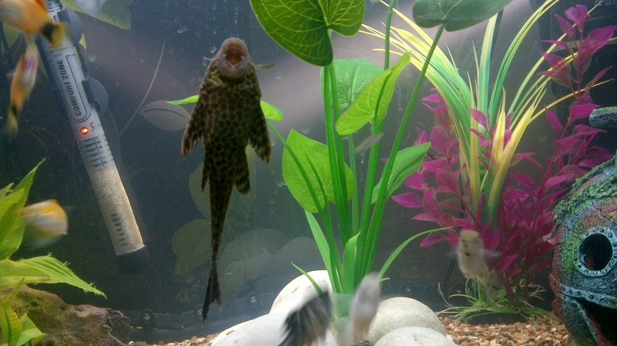 What type of plec is he/she?  Please help