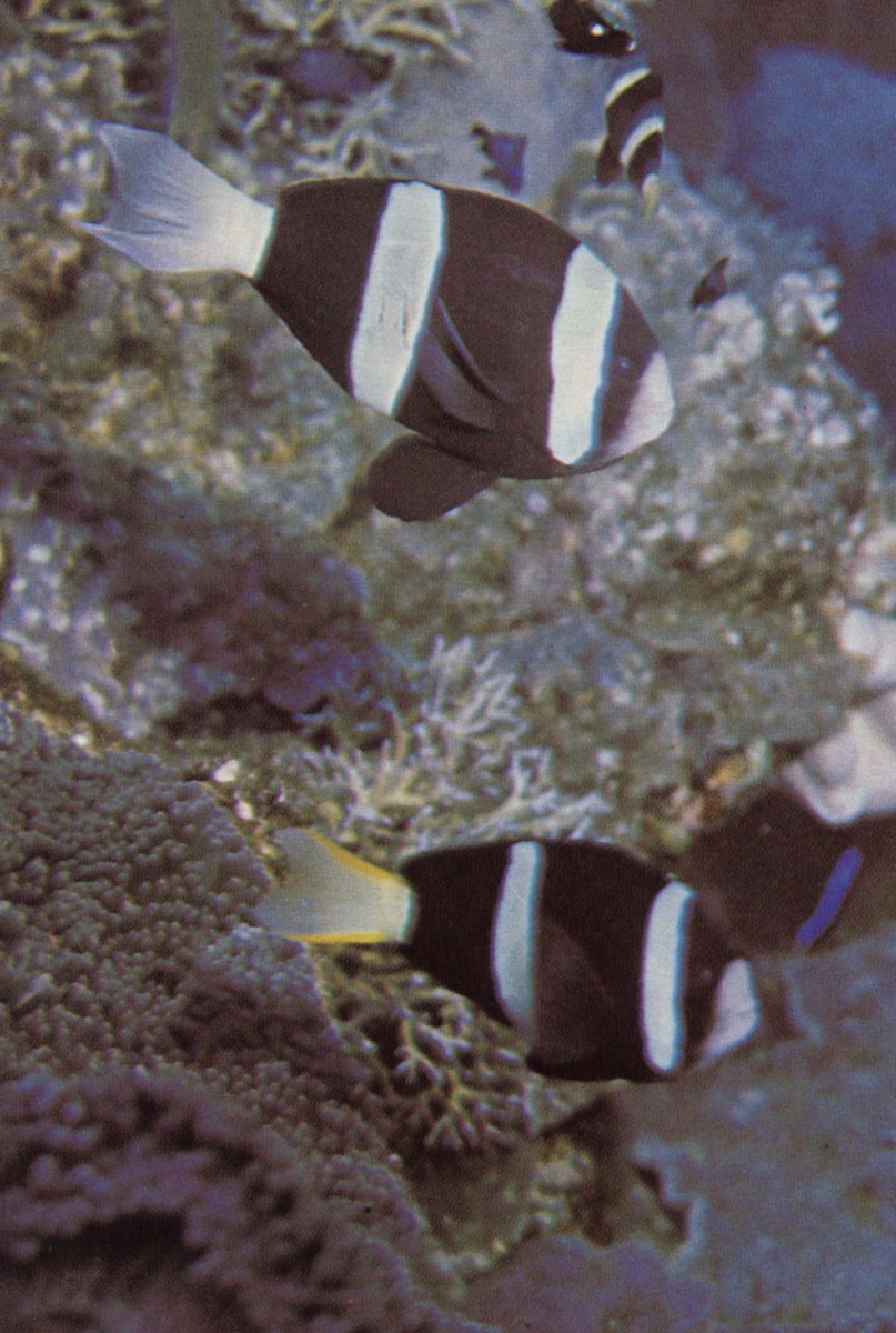 Wild clarkii pair closeup